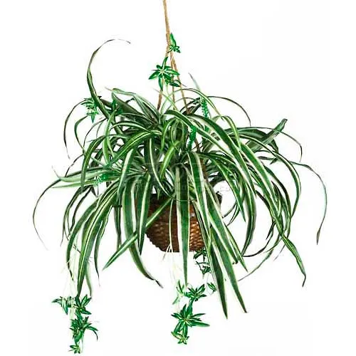 Spider Hanging Basket Silk Plant - Thumbnail 3