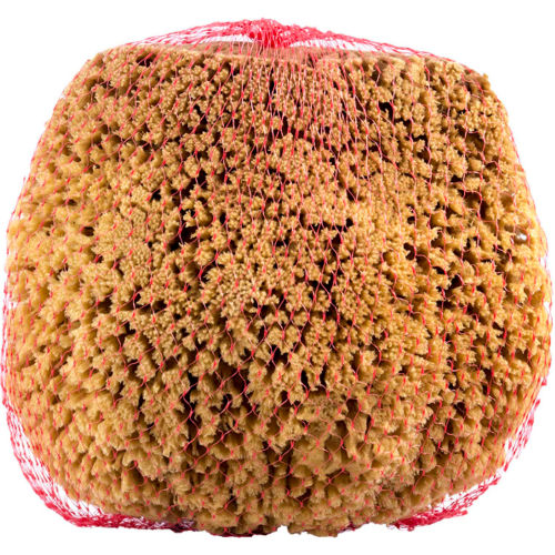 RollerLite Large Natural Sea Sponge, Beige, 12/Case  - SPG-L