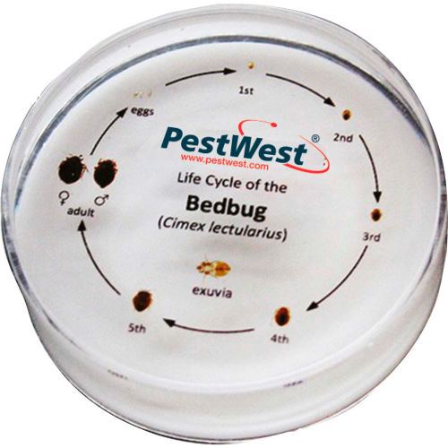 PestWest CSI Kit Replacement Parts Bed Bug Specimen Life Cycle ID